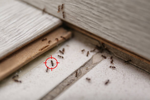 Best Residential Pest Control  in Irvine, KY