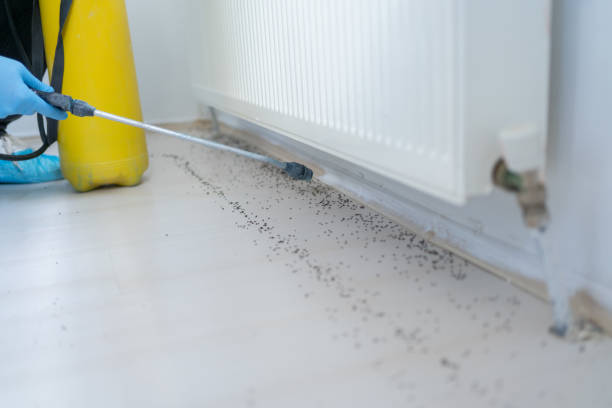 Best Bed Bug Extermination  in Irvine, KY